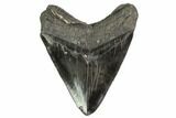 Fossil Megalodon Tooth - South Carolina #149415-2